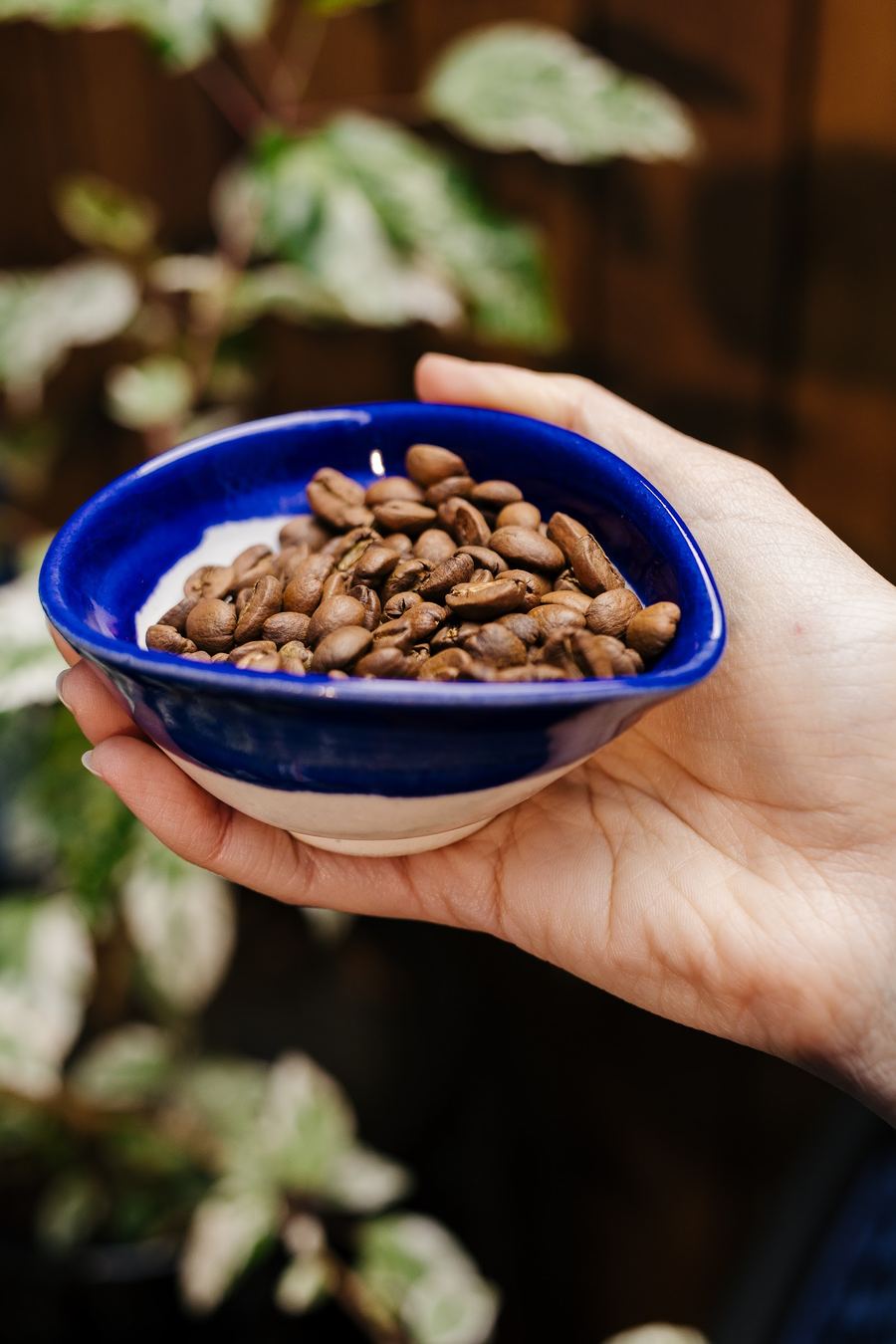 Mão segurando uma tigela azul com grãos de café torrados